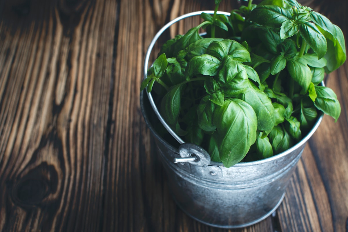 Basil in a plant