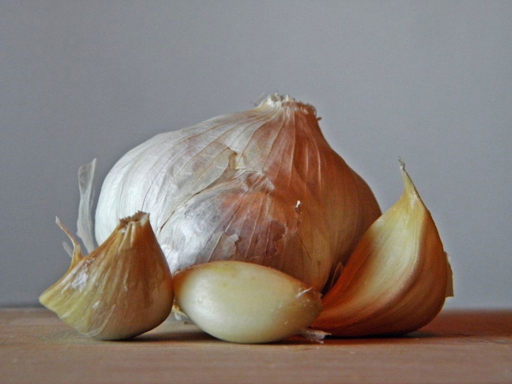 Garlic